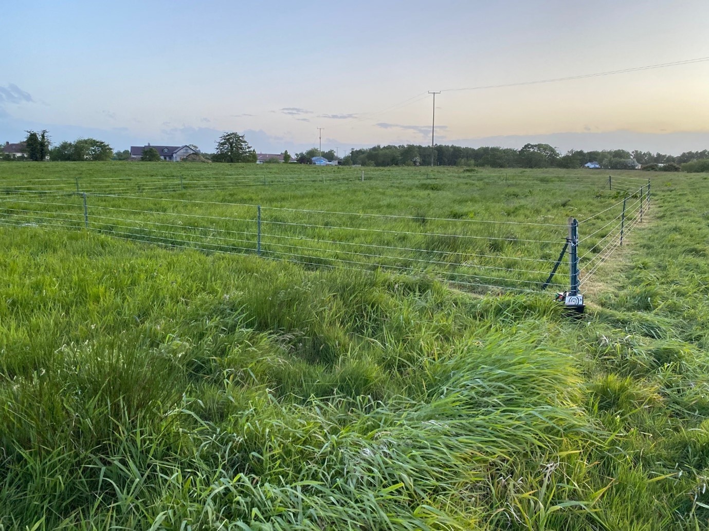 Temporary electrified nest protection fence surrounding a Eurasian Curlew nest in hay meadow, L Neagh – photo copyright Kendrew Colhoun