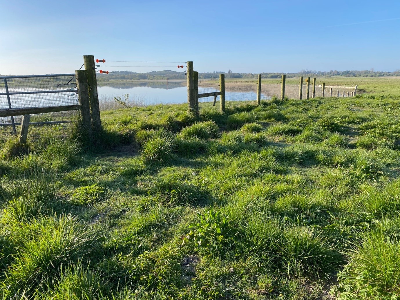 High-quality breeding wader habitat in the Middle Shannon Callows – photo copyright Kendrew Colhoun